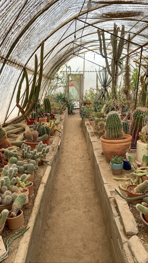 moorten botanical garden 